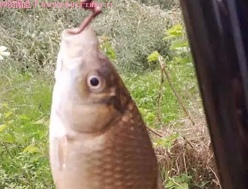 野钓鲫鱼不上钩？（钓小鲫鱼用几号钩与线）