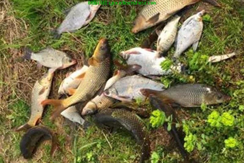 春季钓鱼，时机对了事半功倍，时机不对要当空军