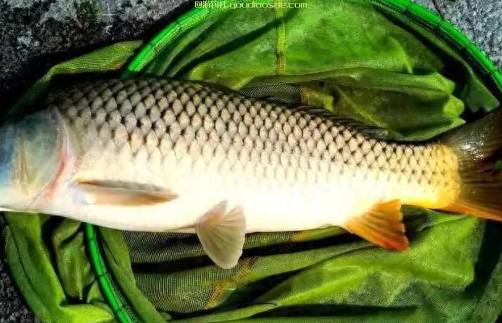 钓鱼人必懂的&ldquo;鱼道&rdquo;理论！找到这4条路，渔获想少都难！