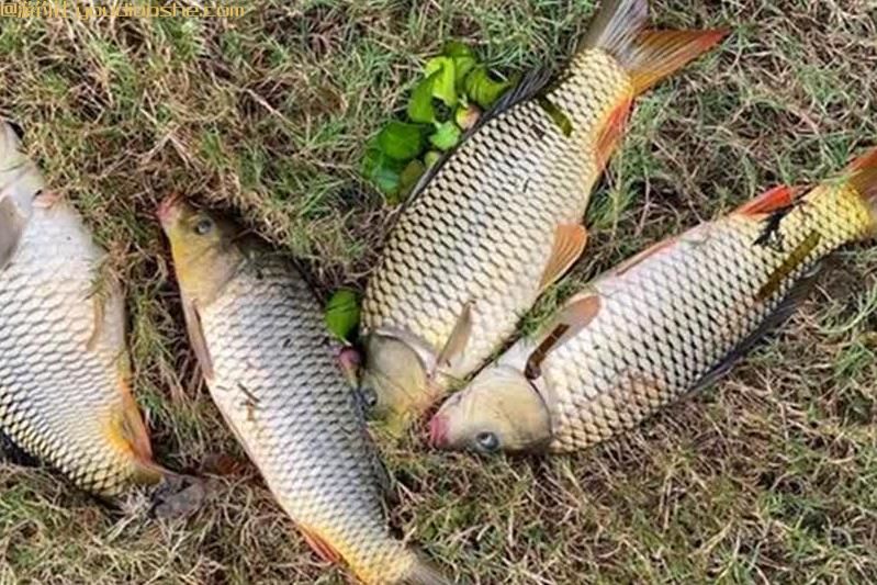 春季钓鲤鱼，这些地形鱼扎堆，找到一个轻松爆护