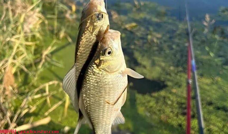 开春钓鱼抢先机！这5种鱼最先开口，爆护黄金时间表请收好